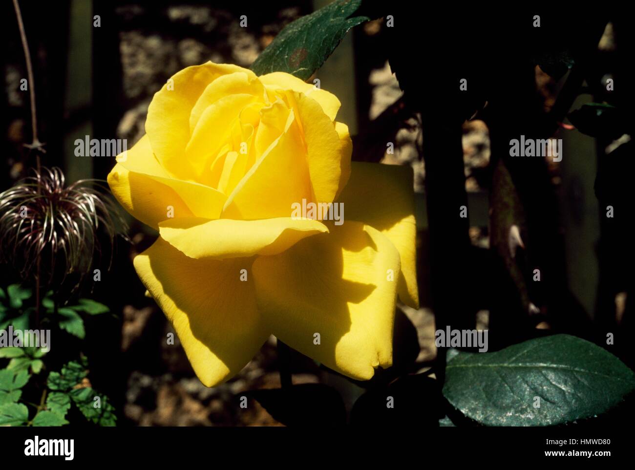 Rosa (Rosa Croix d'Or), rosacee. Foto Stock