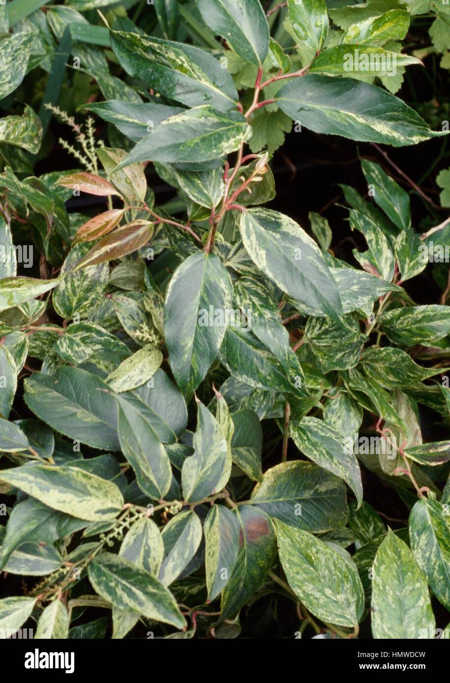 Highland Doghobble (Leucothoe fontanesiana arcobaleno), Ericaceae. Foto Stock