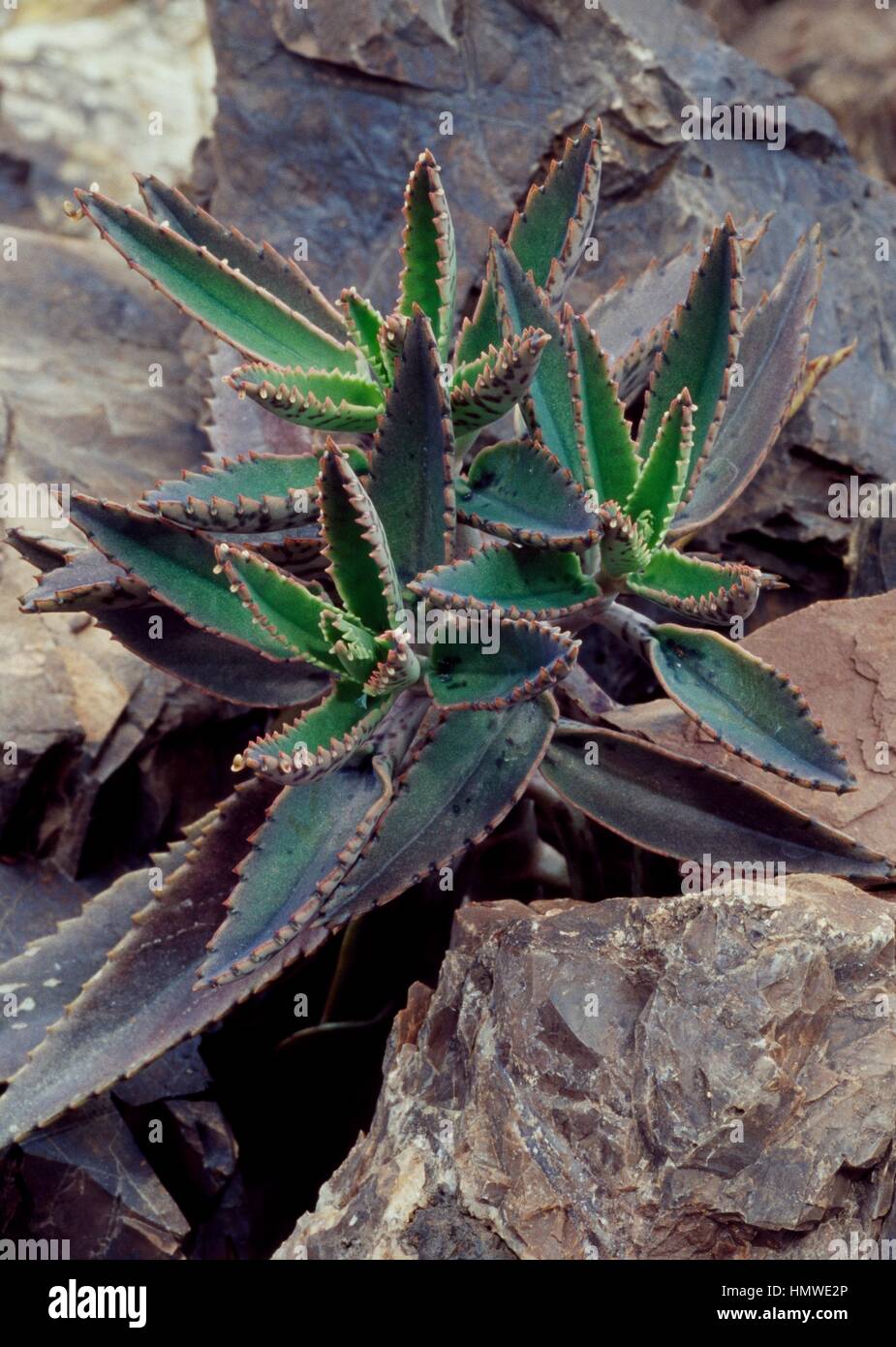 Aazon.co: 15 Seillas KALANCHOE DAIGREONTIANA Rara Adre De Il Sobrero Exicano Planta - Foto 8