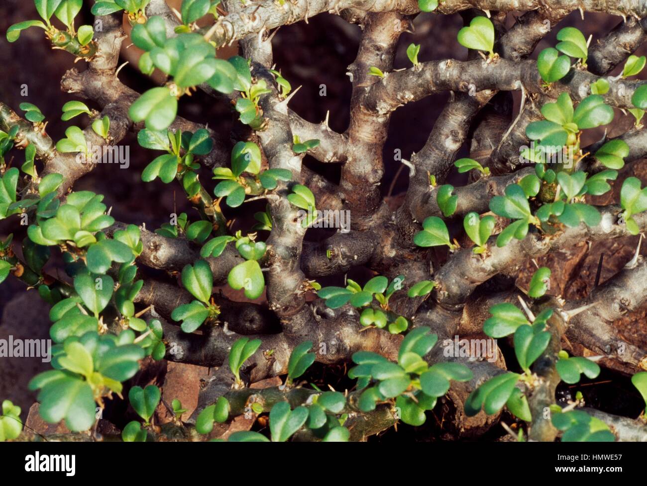 Bushman's candela (Sarcocaulon vanderietiae) spine e foglie, Cactaceae. Dettaglio. Foto Stock