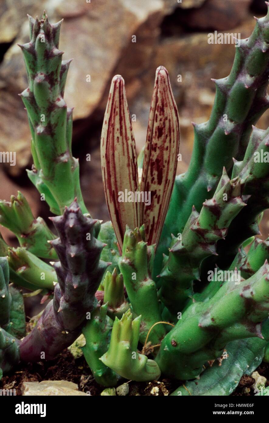 Stapelia Variegata Fiore di Carogna vaso 13