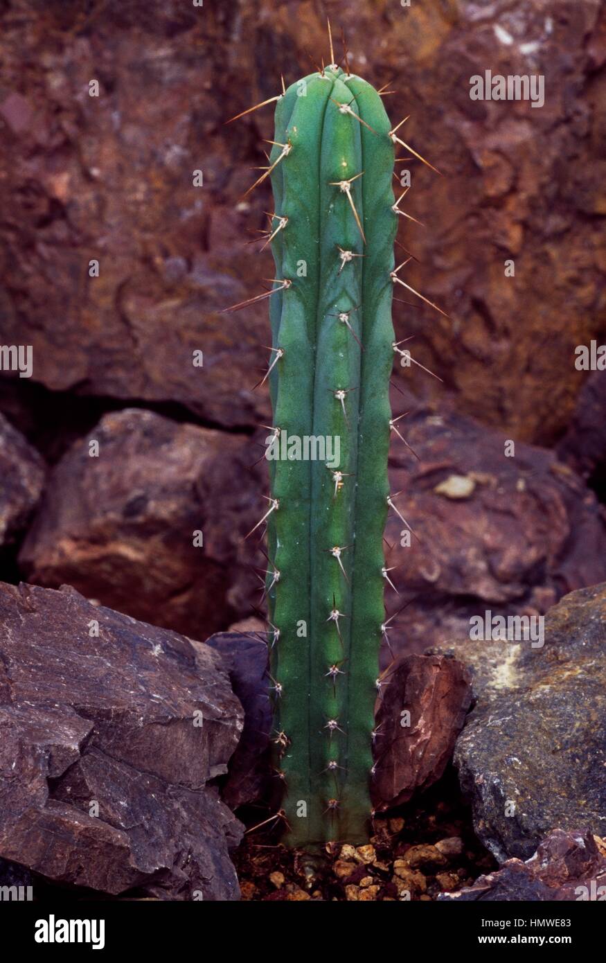 Torcia boliviano cactus (Trichocereus Bridgesii), Cactaceae Foto stock -  Alamy