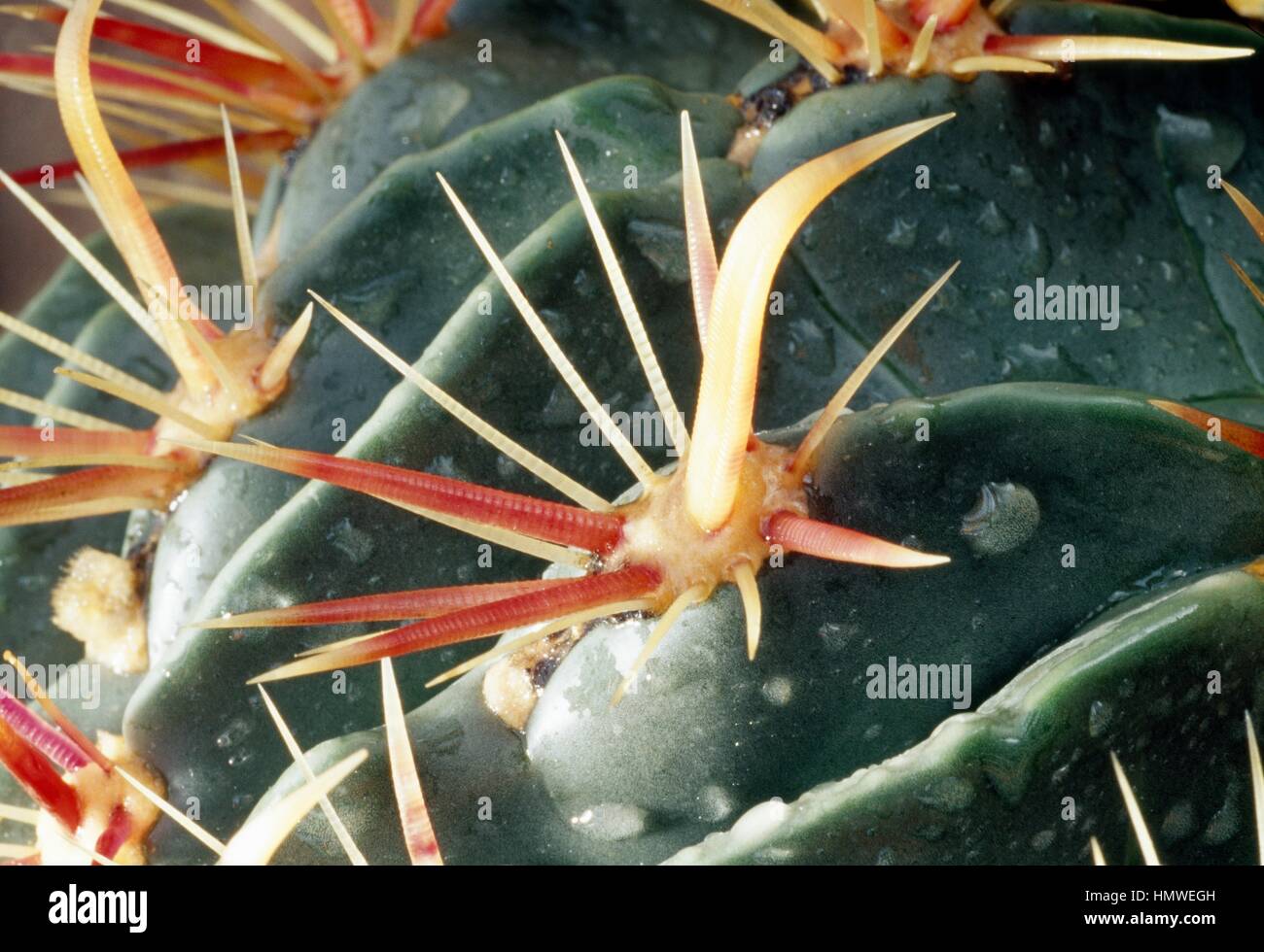 Devil's linguetta barrell o Crow's claw cactus (Ferocactus latispinus), Cactaceae. Dettaglio della sua peculiare spine rossastre. Foto Stock