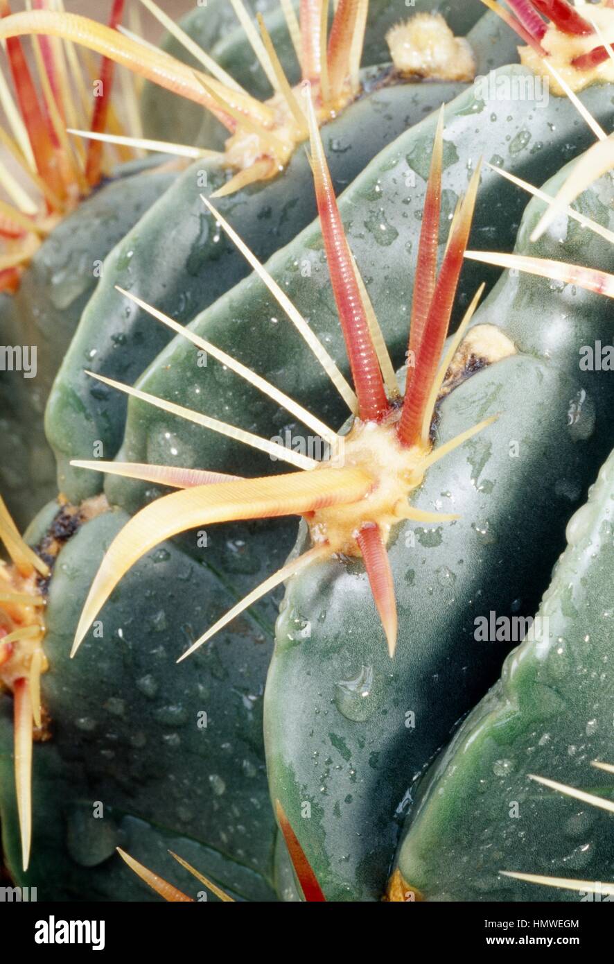 Devil's linguetta barrell o Crow's claw cactus (Ferocactus latispinus), Cactaceae. Dettaglio della sua peculiare spine rossastre. Foto Stock