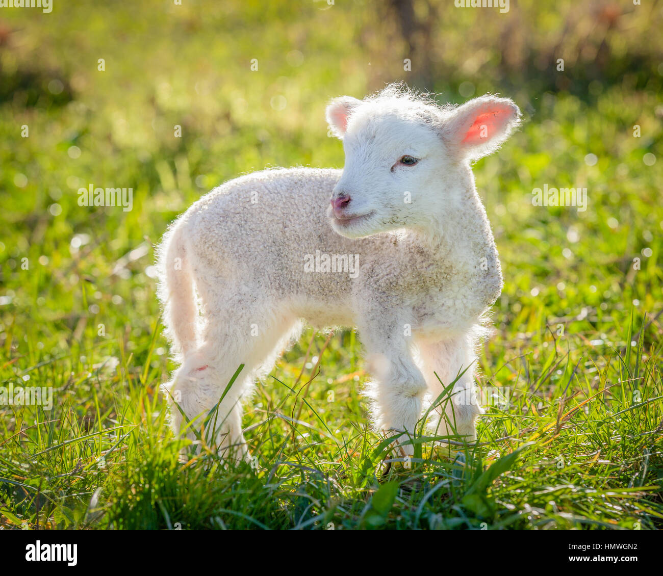 Un giovanissimo, piccolo agnello, bianco di razza Suffolk Foto Stock