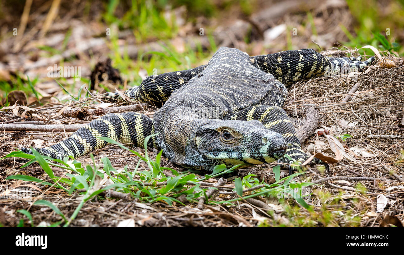 Monitor di pizzo (Varanus varius) nella macchia Foto Stock