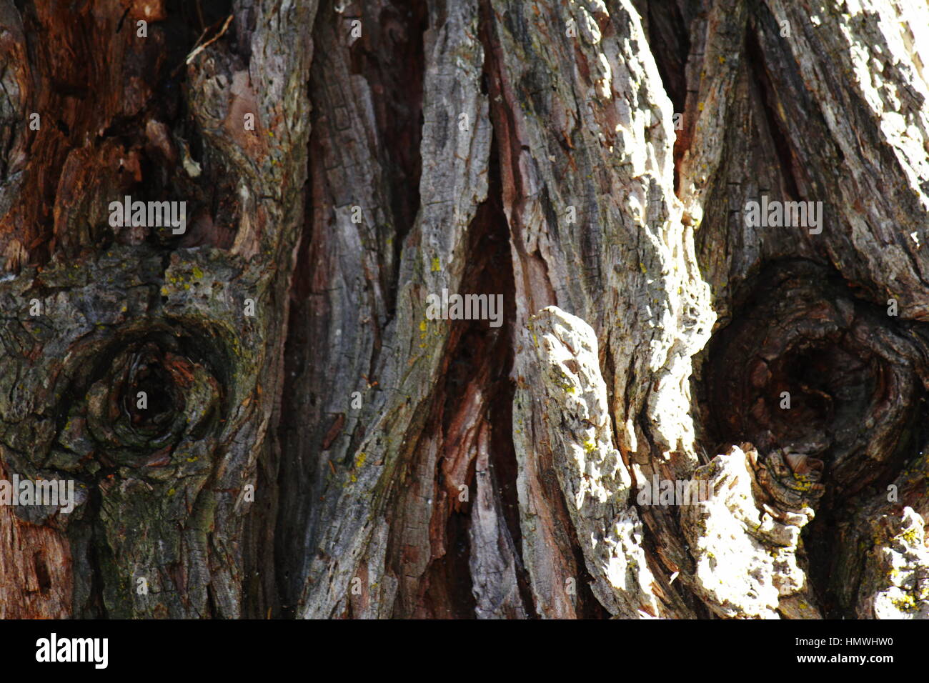 Carattere distintivo di corteccia di albero Foto Stock