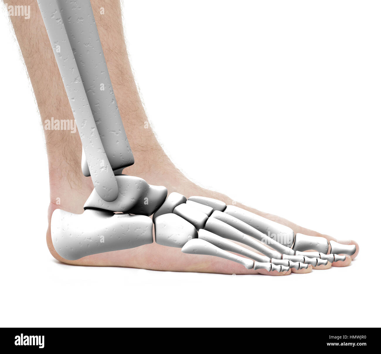 Piedi ossa della caviglia - Anatomia maschio - Studio foto isolato su bianco Foto Stock