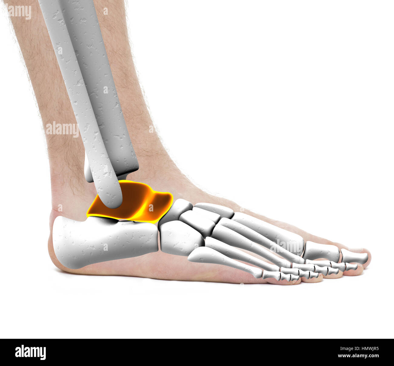 Astragalo Anklebone astragalo ossa - Anatomia maschio - Studio foto isolato su bianco Foto Stock