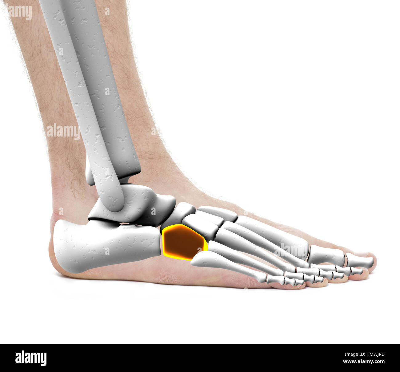 Cuboide Osso - Anatomia maschio - Studio foto isolato su bianco Foto Stock