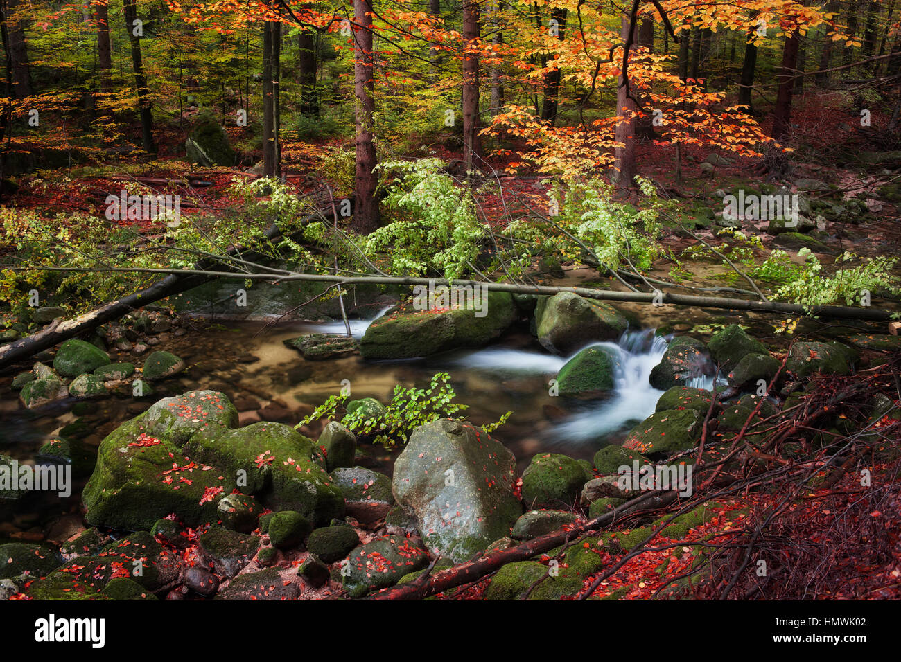 Autunno foresta paesaggio tranquillo, con flusso di albero caduto in pittoreschi monti deserto Sudetes, Polonia, Europa Foto Stock