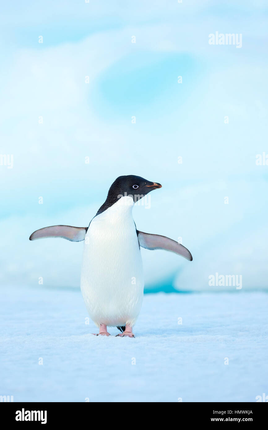 Adelie penguin Pygoscelis adeliae, adulto, ala-stretching su iceberg, stand isola, Penisola Antartica in gennaio. Foto Stock