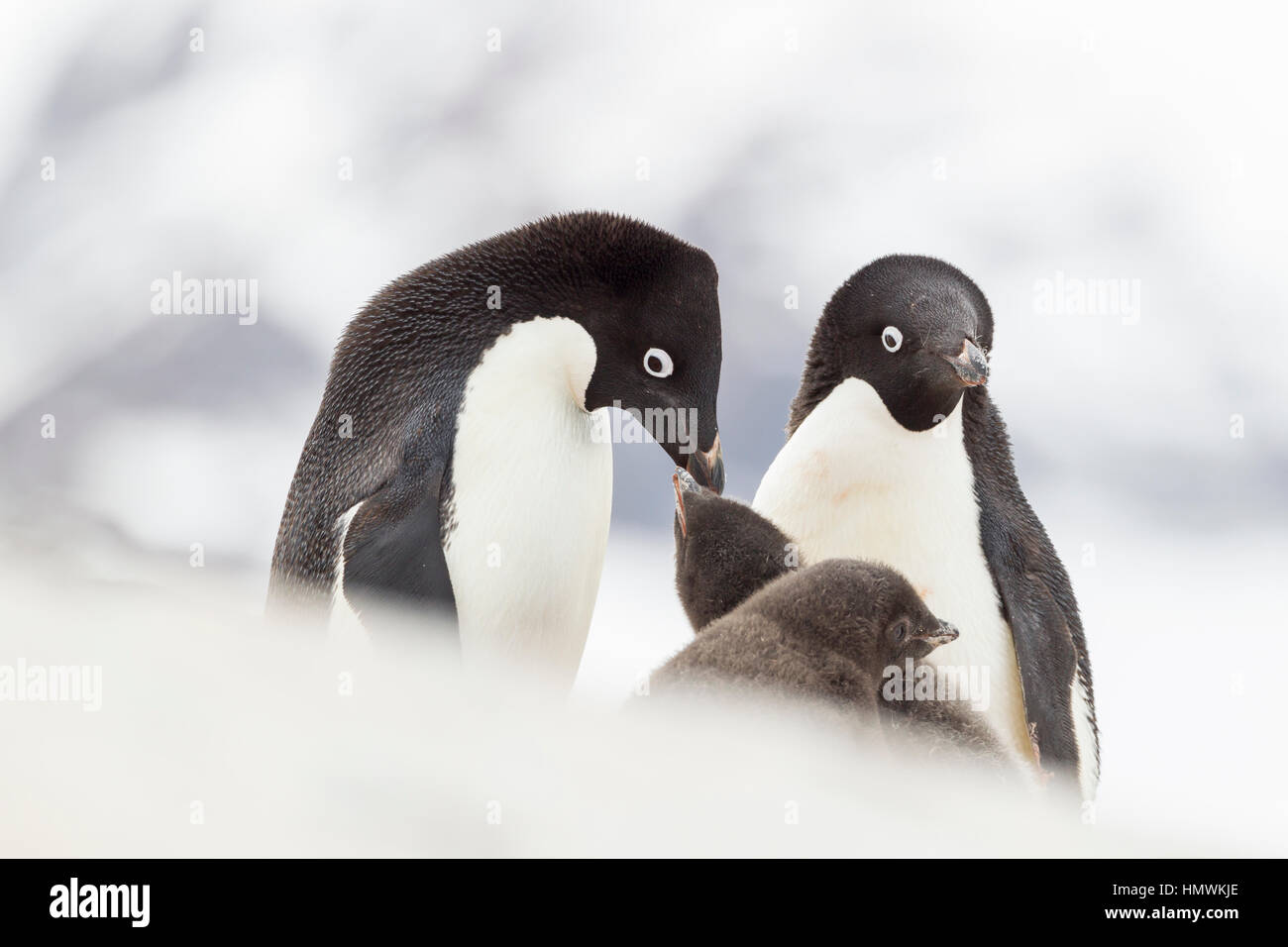 Adelie penguin Pygoscelis adeliae, adulti alimentazione di pulcini, Isola Yalour, Penisola Antartica in gennaio. Foto Stock