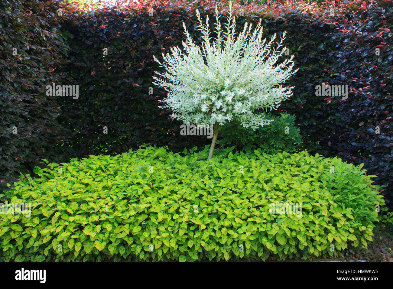 Salix integra 'Hakura Nishiki' e un tappeto di Polygonum, back Fagus sylvatica purpurea "". Jardins du pays d'Auge, Normandia, Francia Foto Stock