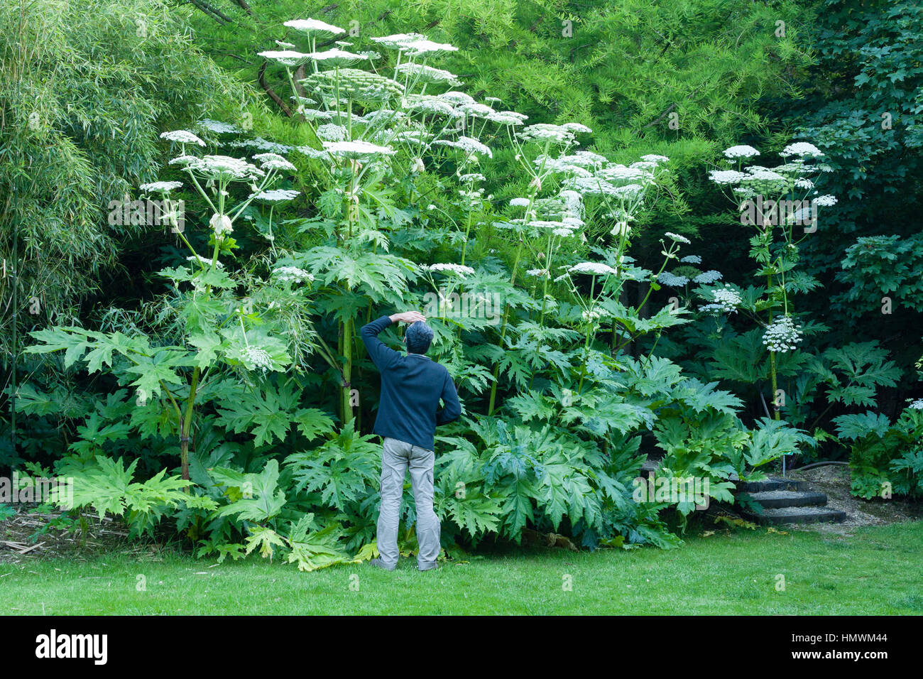 Giant hogweed. Jardins du pays d'Auge, Normandia, Francia Foto Stock