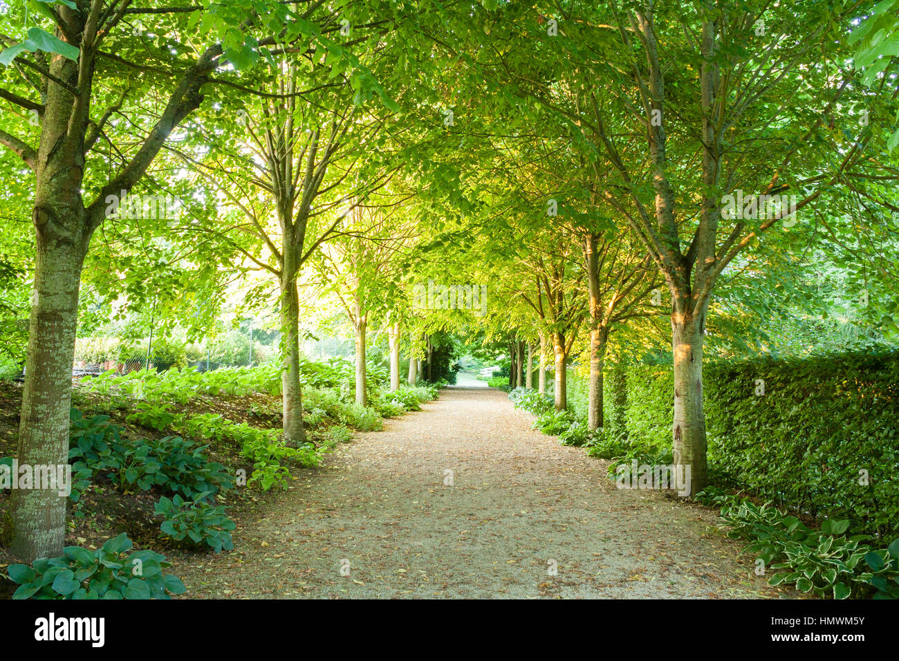 Il percorso di tigli. Jardins du pays d'Auge, Normandia, Francia Foto Stock