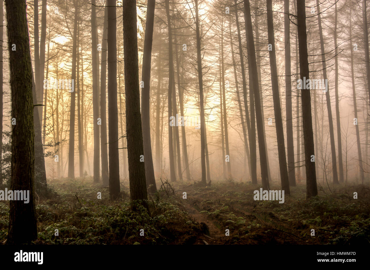 Nebbia di Woodland Foto Stock