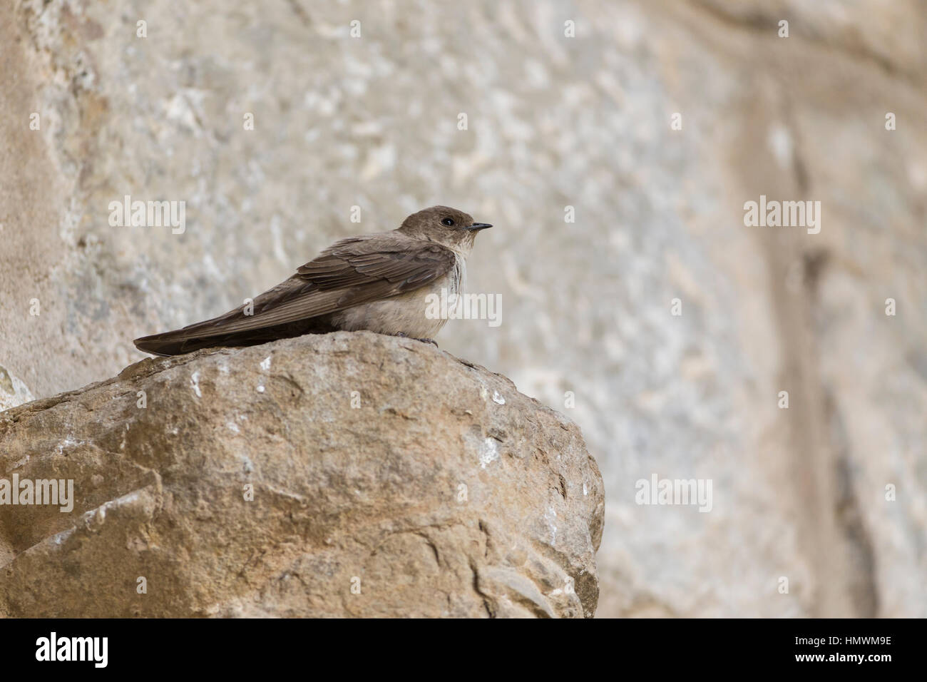 Eurasian crag martin Ptyonoprogne rupestris, adulto, arroccato sulla parete della chiesa, Lagrasse, Francia nel mese di maggio. Foto Stock