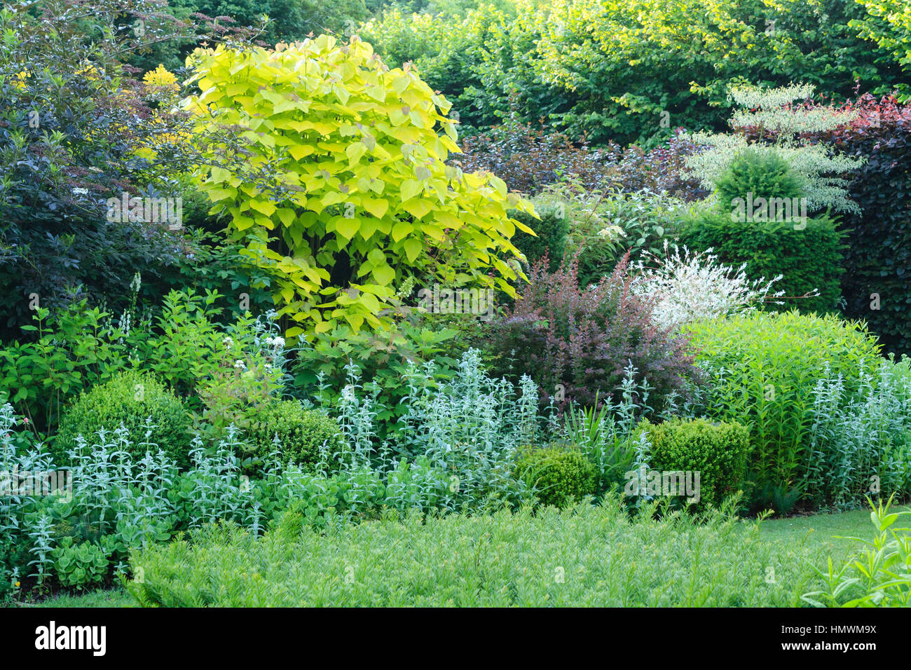 Letto contrastanti di arbusti nei giardini del Pays d'Auge, Normandia, Francia. Nero con sambuco, Catalpa bignonioides ' Aurea ', Berberis thunbergii ' ... Foto Stock