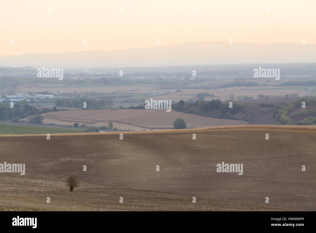 Greggio e campi monocromatica con lonely tree in Moravia del sud, Cechia. Foto Stock