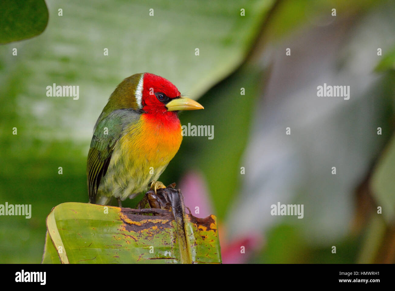 Red-headed Barbet nelle higland foresta pluviale tropicale Foto Stock