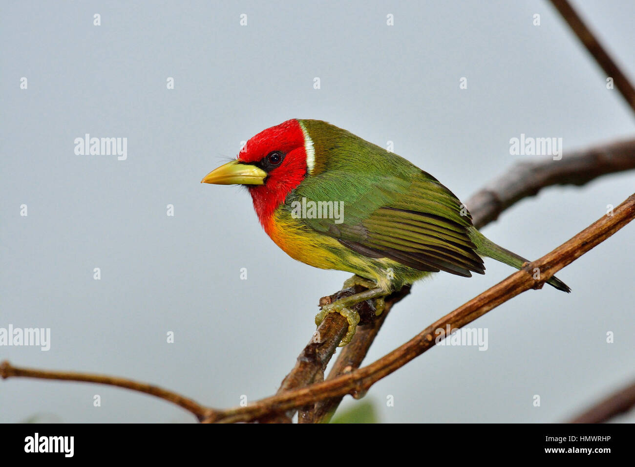 Red-headed Barbet nelle higland foresta pluviale tropicale Foto Stock