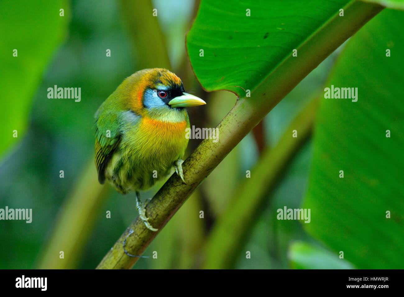 Red-headed Barbet nelle higland foresta pluviale tropicale Foto Stock