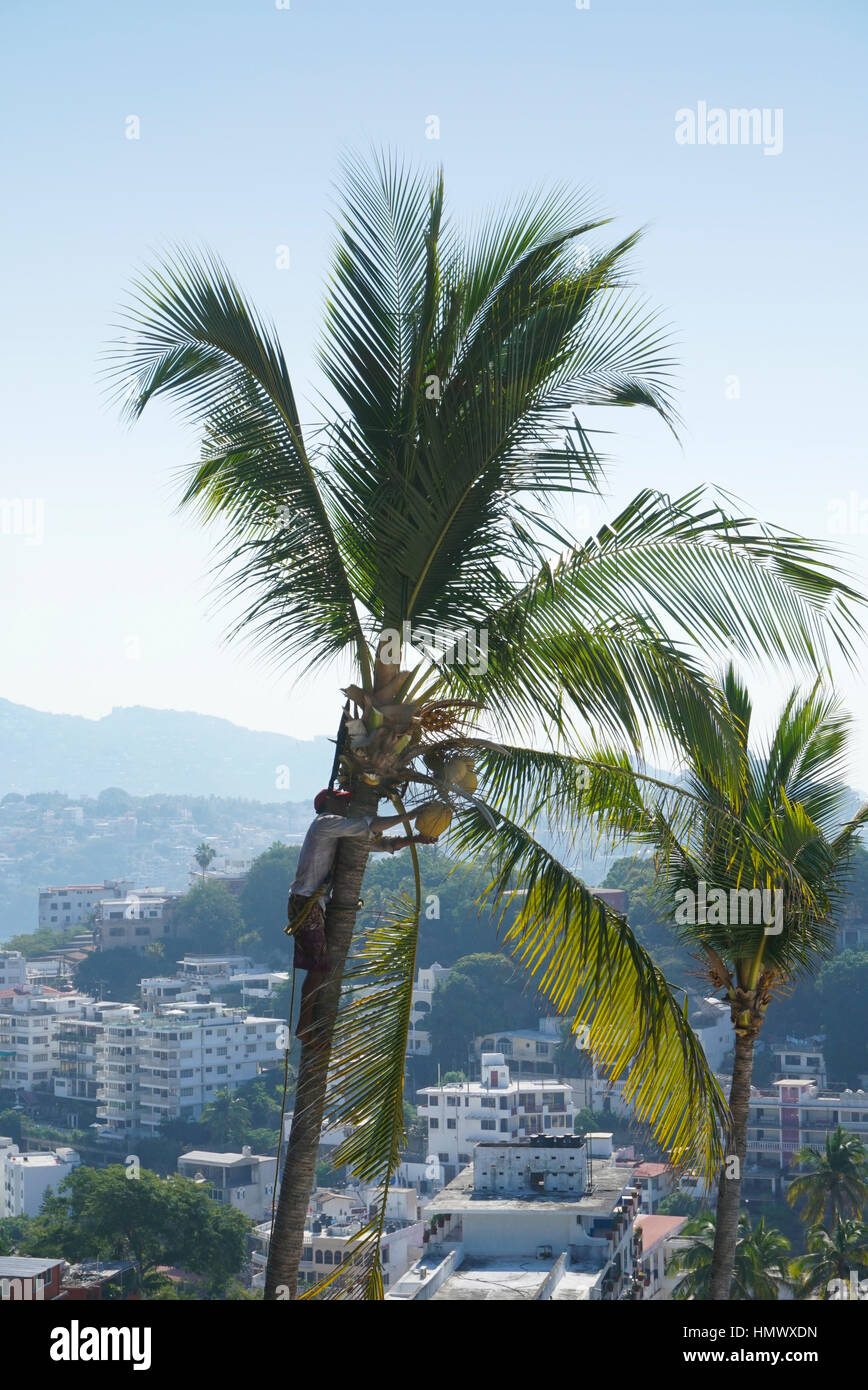 Uomo di cocco di trimming Palm tree. Foto Stock