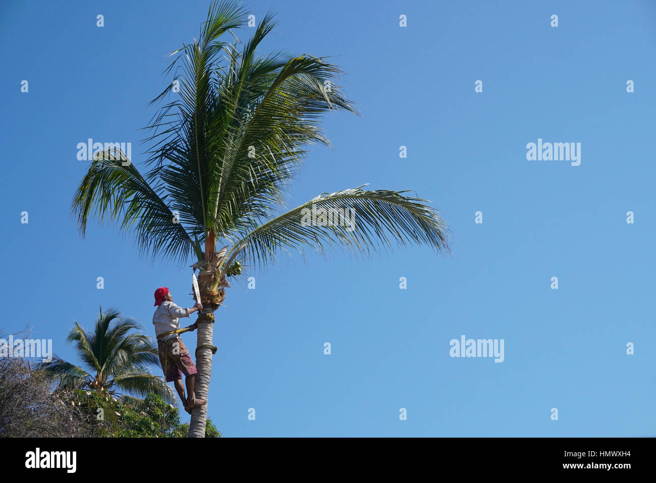 Uomo di cocco di trimming Palm tree. Foto Stock