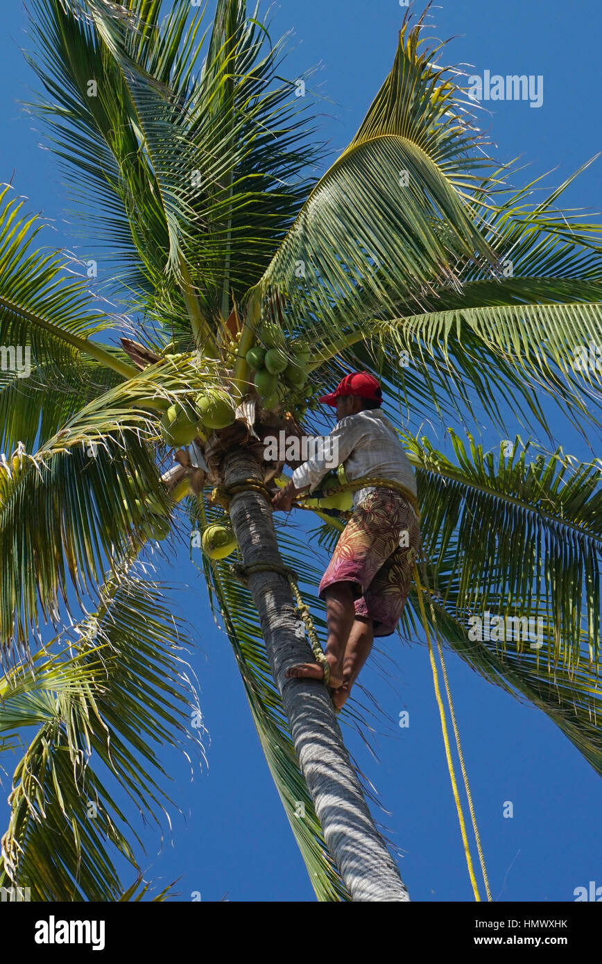 Uomo di cocco di trimming Palm tree. Foto Stock