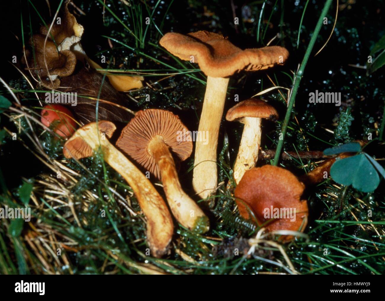 Deadly webcap (Cortinarius rubellus precedentemente Cortinarius speciosissimus), Cortinariaceae. Foto Stock