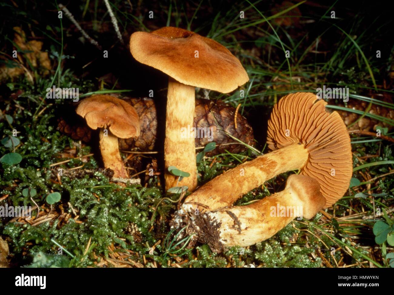 Deadly webcap (Cortinarius rubellus precedentemente Cortinarius speciosissimus), Cortinariaceae. Foto Stock