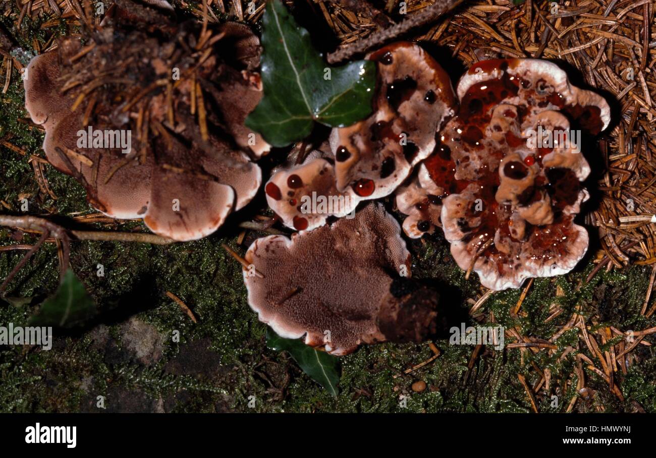 Fragole e panna, Spurgo Hydnellum, Spurgo dente fungo rosso-dente di succo, Devil's Tooth Hydnellum ferrugineum o Hydnellum peckii), Bankeraceae. Foto Stock