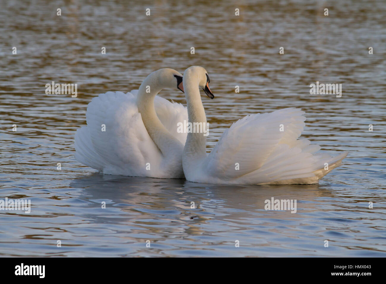 Coppia di corteggiamento Cigni (Cygnus olor) Foto Stock