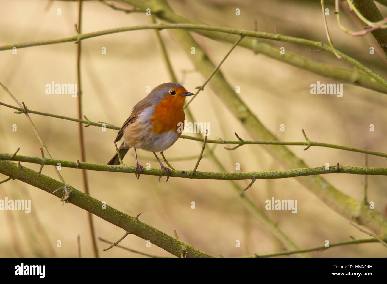 Unione robin (erithacus rubecula), noto semplicemente come Robin o pettirosso Foto Stock
