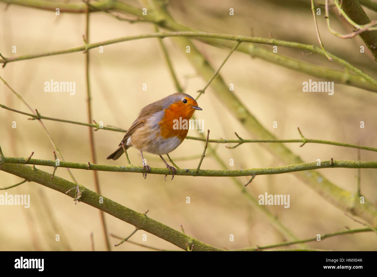 Unione robin (erithacus rubecula), noto semplicemente come Robin o pettirosso Foto Stock