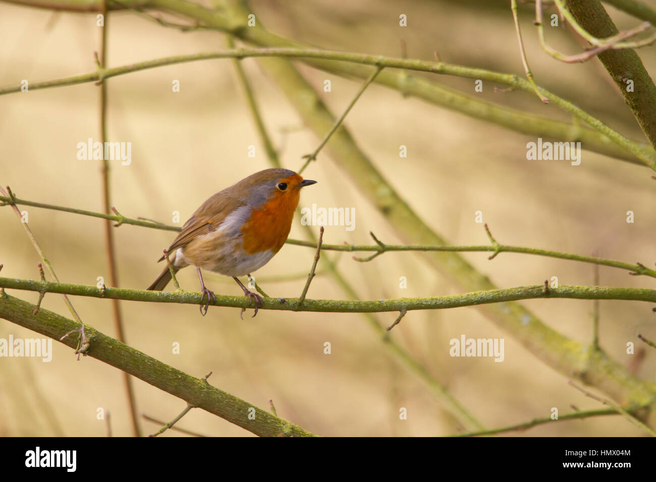 Unione robin (erithacus rubecula), noto semplicemente come Robin o pettirosso Foto Stock