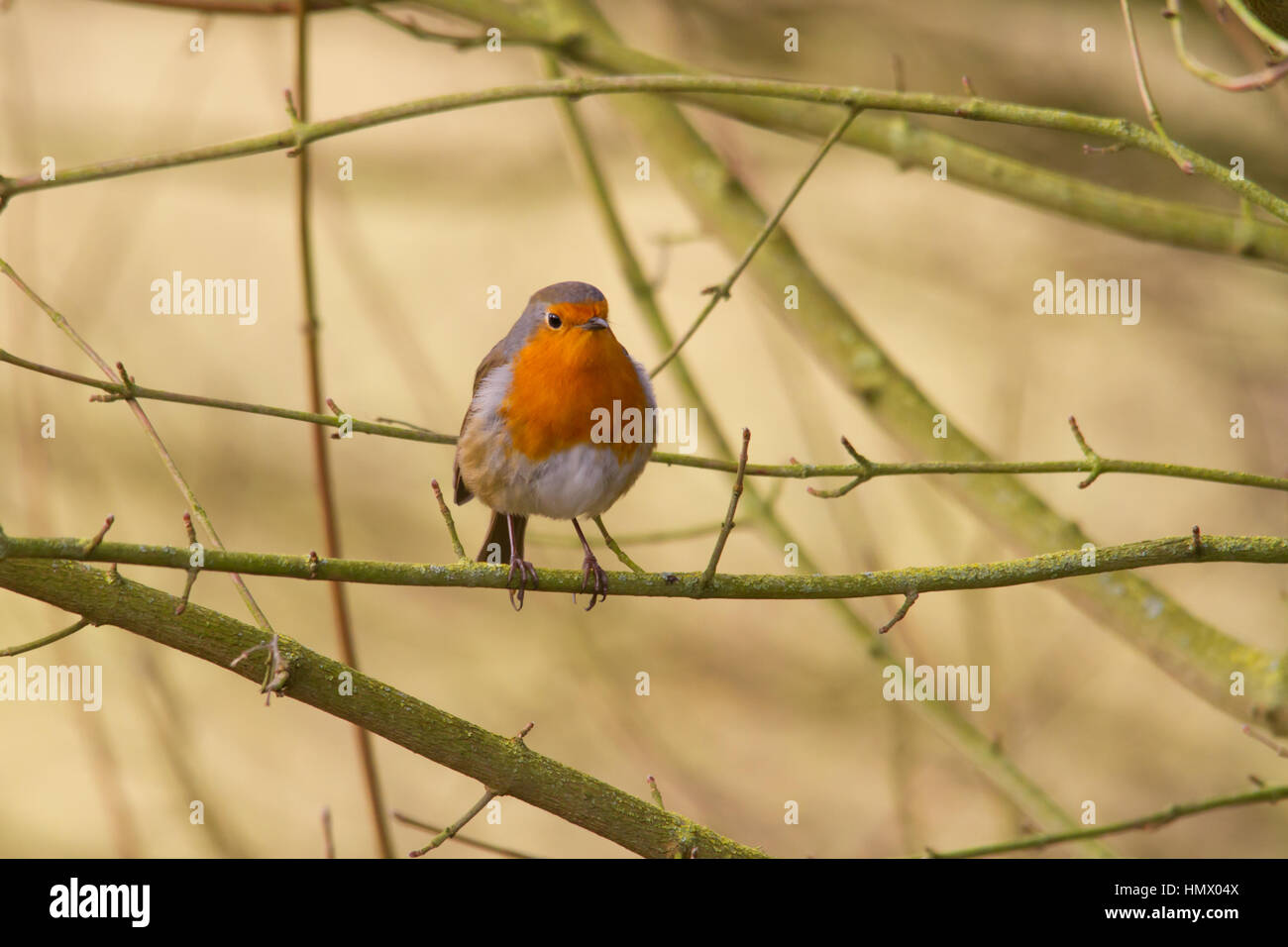 Unione Robin (Erithacus rubecula), noto semplicemente come Robin o Pettirosso Foto Stock