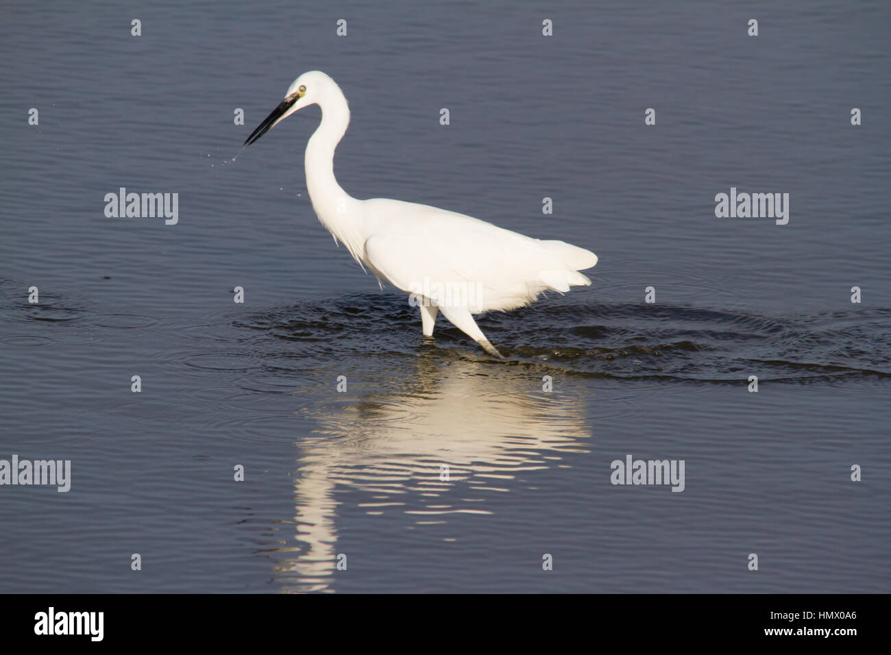 Garzetta (Egretta garzetta) PESCA Foto Stock