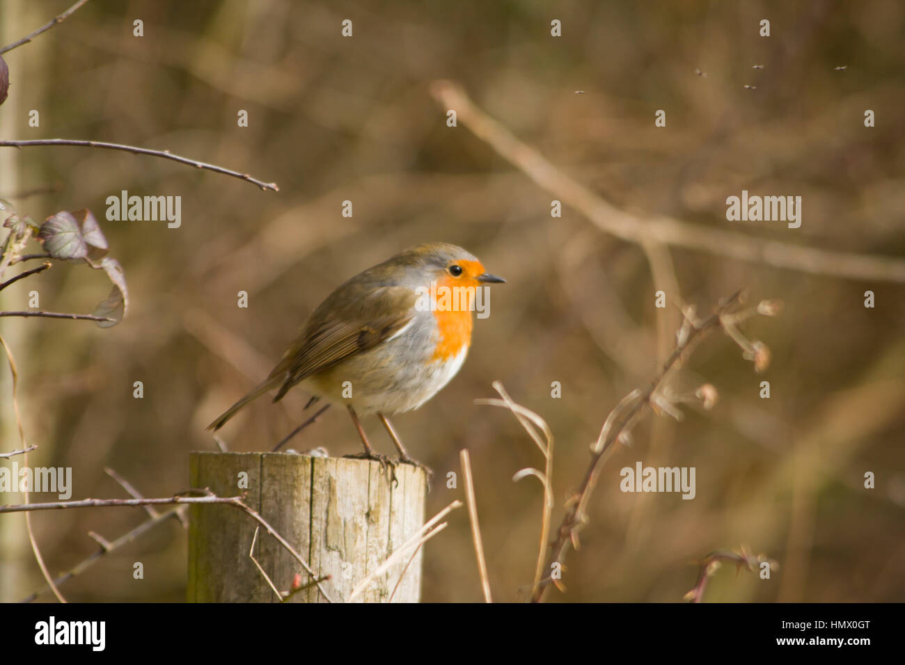 Unione robin (erithacus rubecula), noto semplicemente come Robin o pettirosso appollaiato su un palo da recinzione. Foto Stock