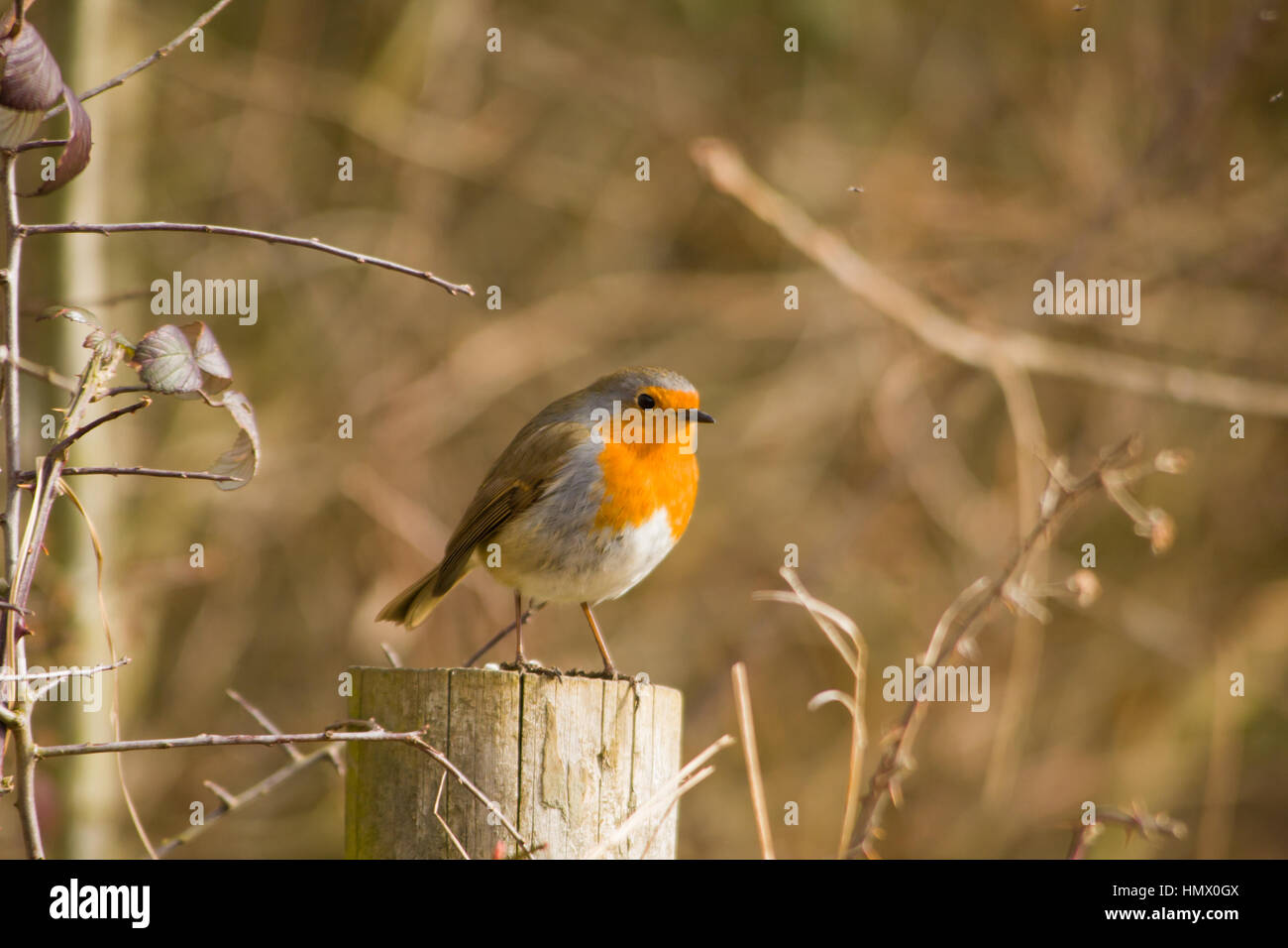 Unione robin (erithacus rubecula), noto semplicemente come Robin o pettirosso appollaiato su un palo da recinzione. Foto Stock