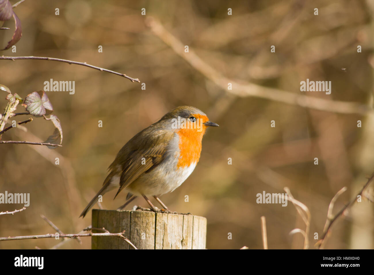 Unione robin (erithacus rubecula), noto semplicemente come Robin o pettirosso appollaiato su un palo da recinzione. Foto Stock