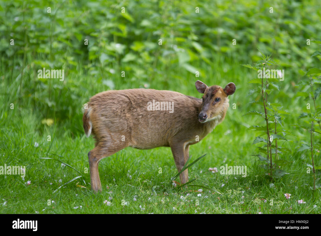 Reeves è muntjac (muntiacus reevesi) noto anche come muntjac deer nel Regno Unito Foto Stock