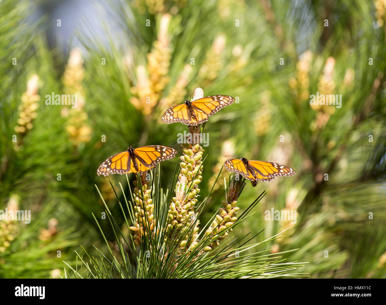 Farfalle monarca appollaiato su Monterey Cipresso. Farfalla monarca Santuario, Pacific Grove, California, Stati Uniti d'America. Foto Stock