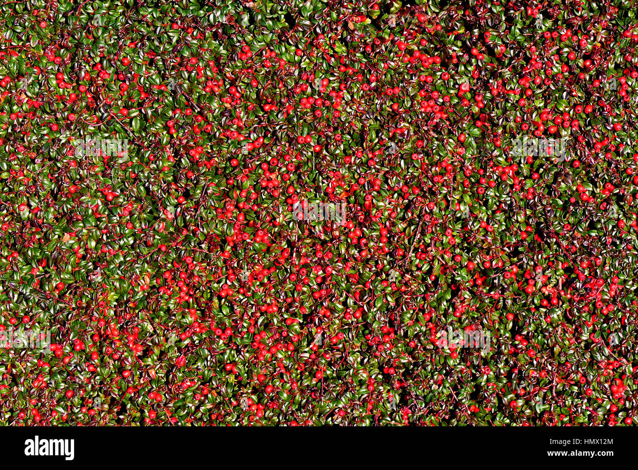 Un sacco di bacche rosse foglie verde siepe Foto Stock
