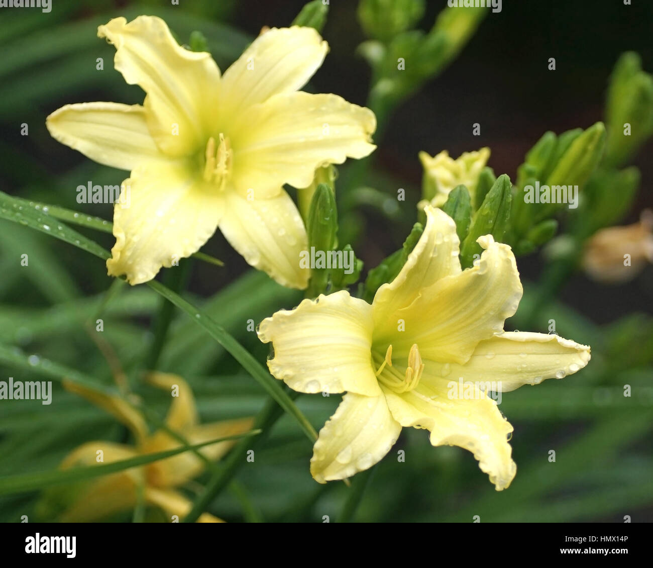 Hemerocallis 'goccia verde' Foto Stock