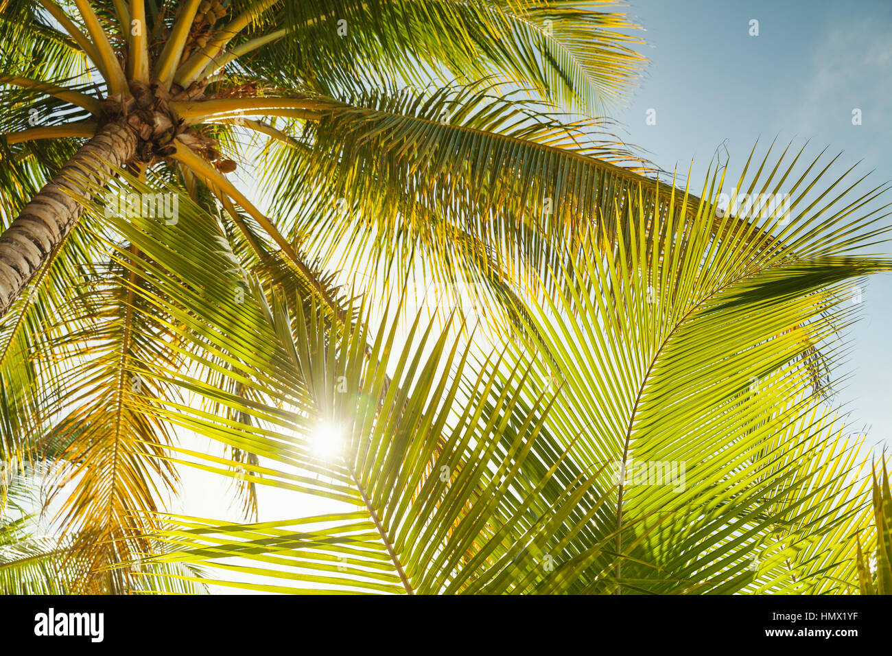 Palma da cocco foglie oltre il cielo luminoso dello sfondo. Dai toni caldi foto con lente ad incandescenza per effetto del filtro Foto Stock