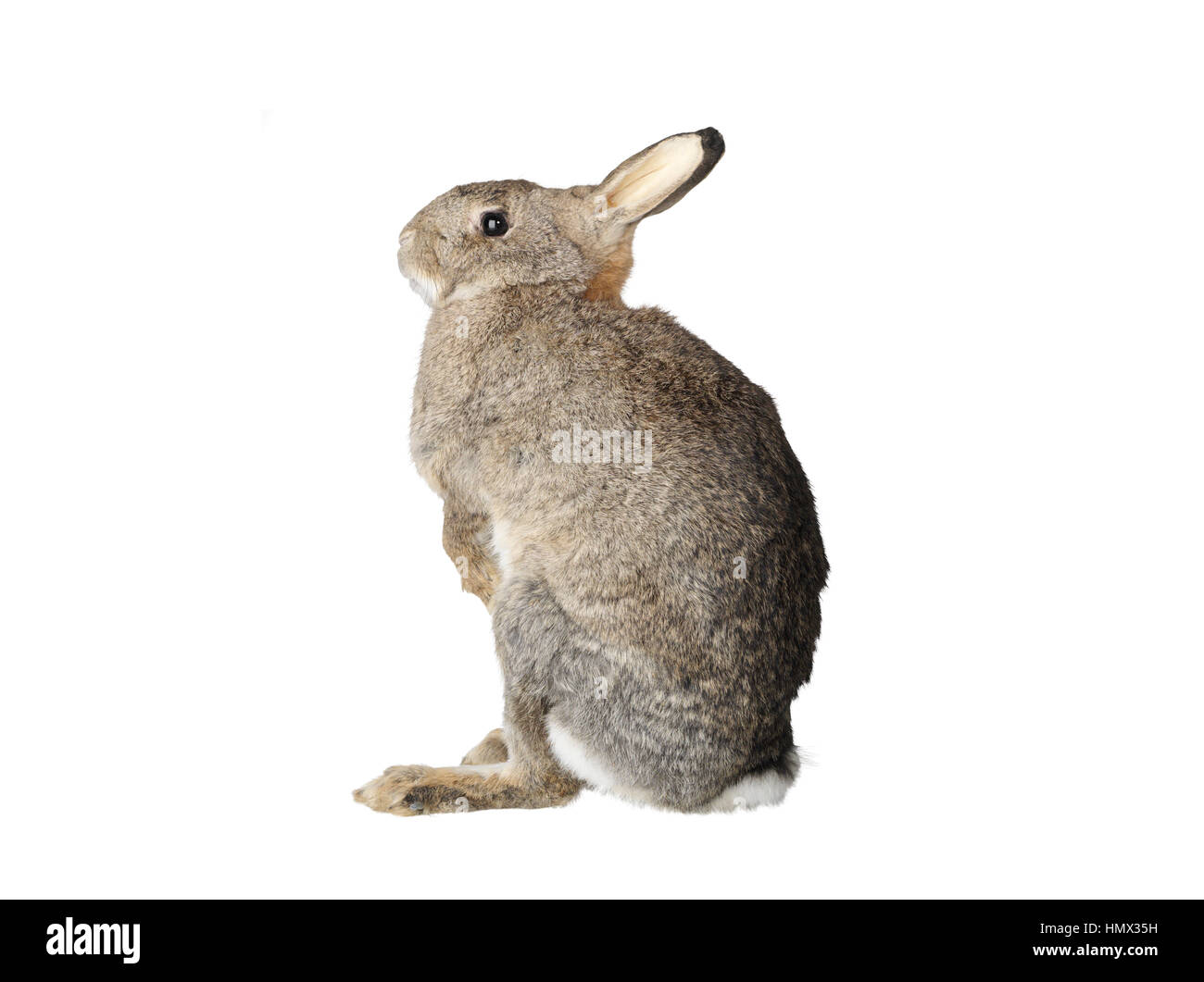 Coniglio di tassidermia isolati su sfondo bianco Foto Stock