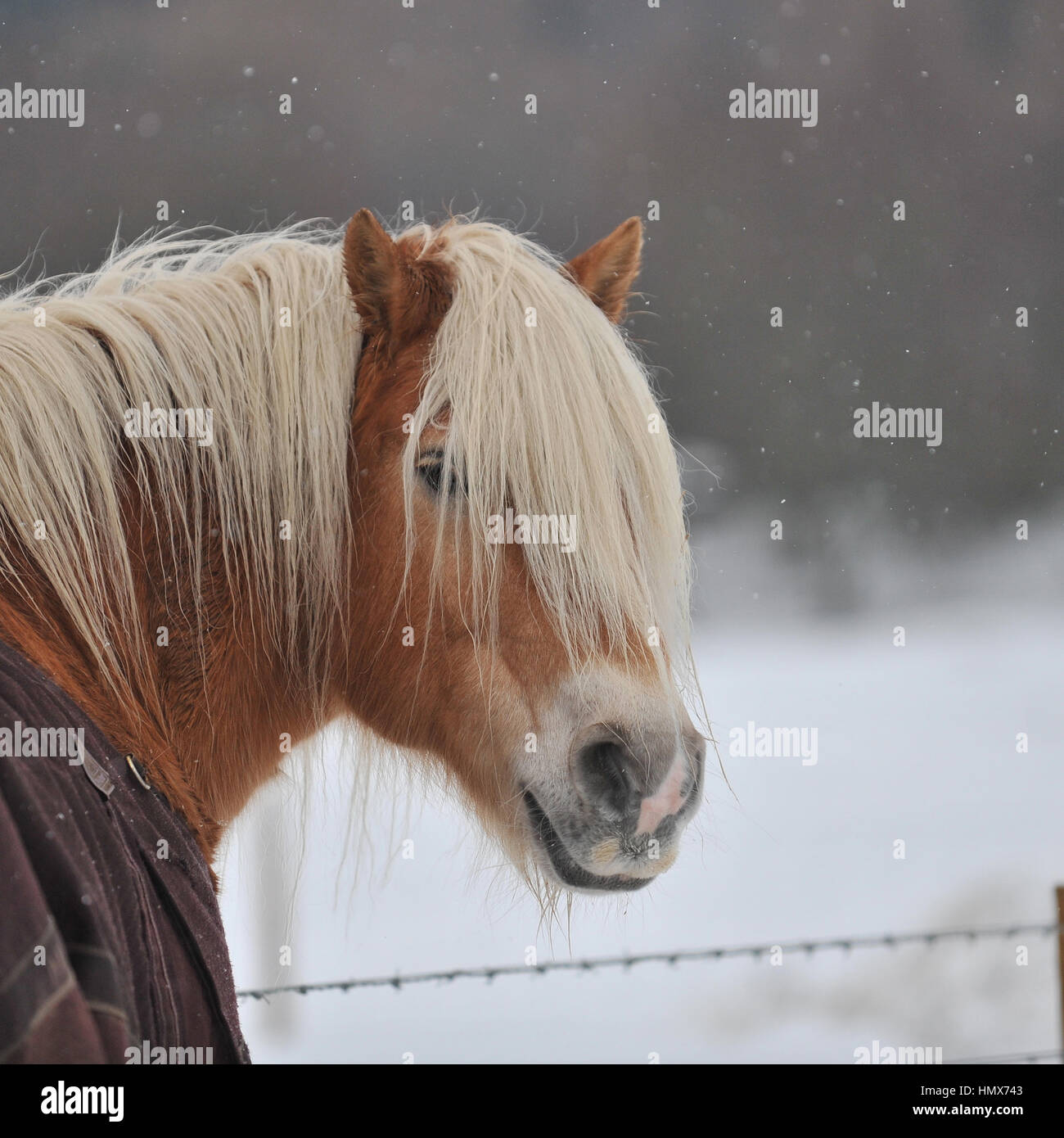 Haflinger pony nella neve indossando un tappeto Foto Stock