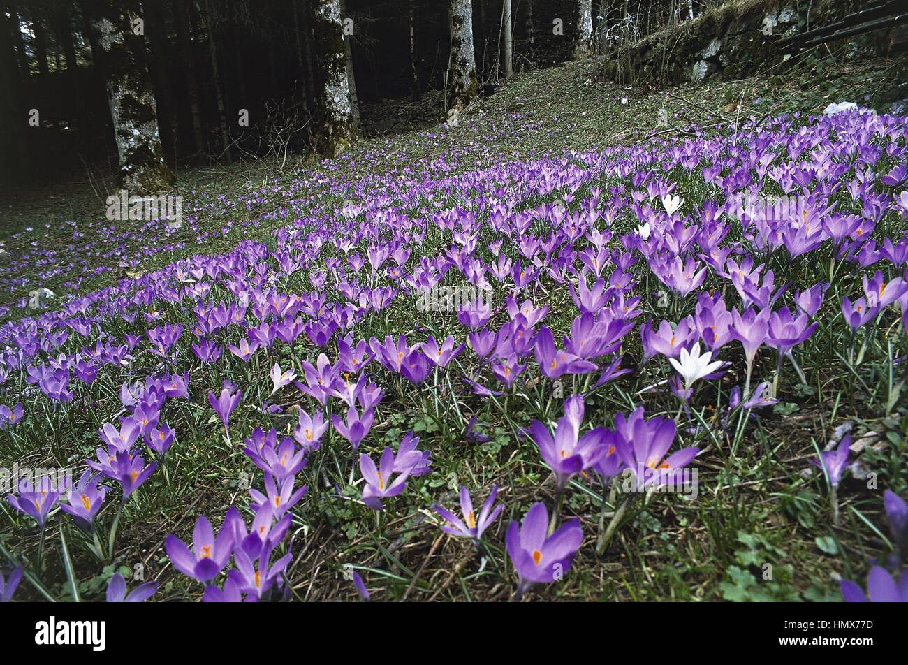 Italia - Regione Emilia Romagna - Appennino Reggiano - Crochi Foto Stock